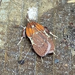Galasa nigrinodis