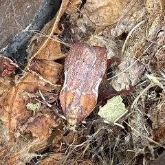 Galasa nigrinodis