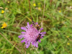 Andrena hattorfiana