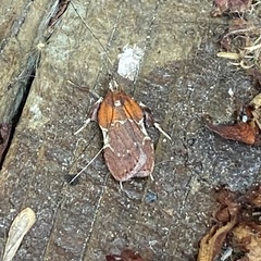 Galasa nigrinodis