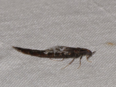 Lymexylidae