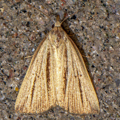 Macrochilo bivittata