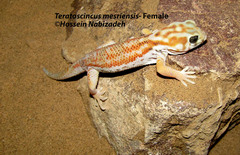 Teratoscincus mesriensis