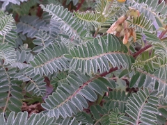 Astragalus penduliflorus