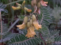 Astragalus penduliflorus