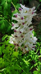 Corydalis caseana brandegeei