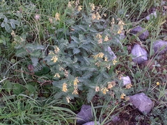 Astragalus penduliflorus