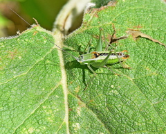 Poecilimon macedonicus