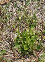 Parnassia glauca
