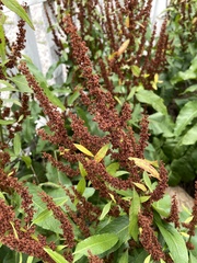 Rumex