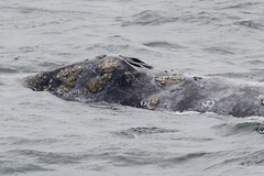 Cryptolepas rhachianecti