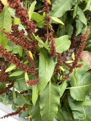 Rumex