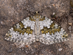 Entephria infidaria
