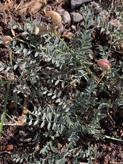 Astragalus bolanderi
