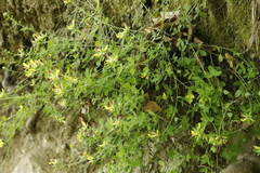 Chamaecytisus supinus