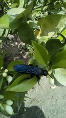 Pygodasis ephippium ephippium