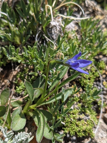 Image of Campanula uniflora by (c) Alaina Krakowiak, some rights reserved (CC BY)