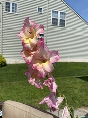 Gladiolus × hortulanus