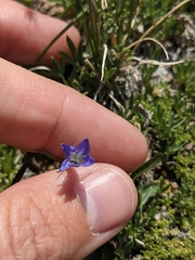 Campanula uniflora