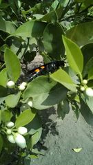 Pygodasis ephippium ephippium