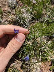 Campanula uniflora