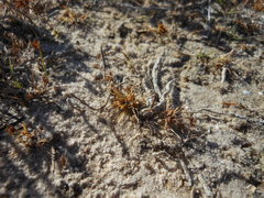 Fimbristylis vahlii