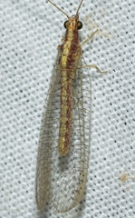 Pseudomallada genei
