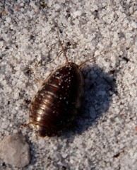 Blepharodera discoidalis