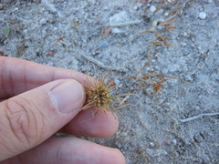 Fimbristylis vahlii