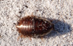 Blepharodera discoidalis