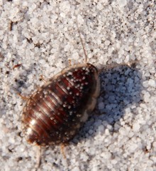Blepharodera discoidalis