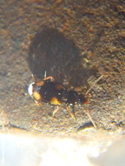 Peryphus
