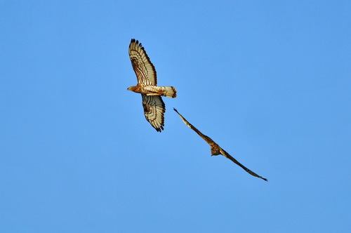 Abejero europeo (Pernis apivorus)