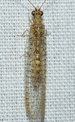 Pseudomallada venosus