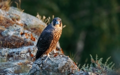 Falco peregrinus