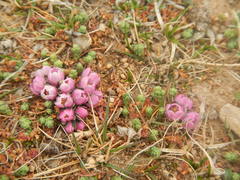 German Tamarisk (Myricaria germanica)