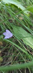 Campanula rotundifolia