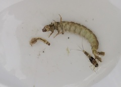 Hydropsyche californica