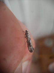 Yponomeuta irrorellus