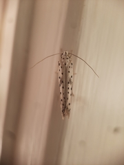 Yponomeuta irrorellus