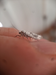 Yponomeuta irrorellus