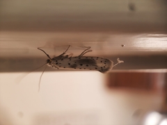 Yponomeuta irrorellus