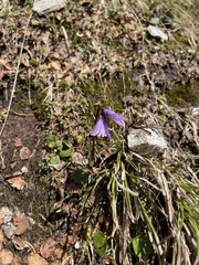 Soldanella