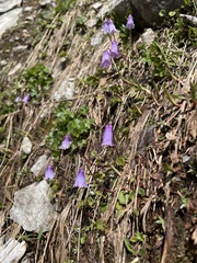 Soldanella