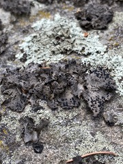 Umbilicaria torrefacta