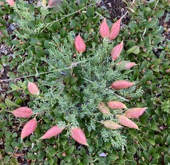 Oxytropis podocarpa