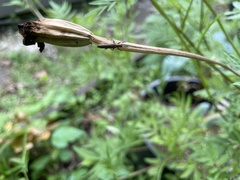 Hippopsis lemniscata