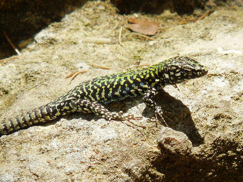 Common Wall Lizard photographed in San Marino