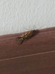 Macrostemum radiatum