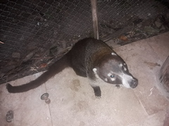 Nasua narica nelsoni